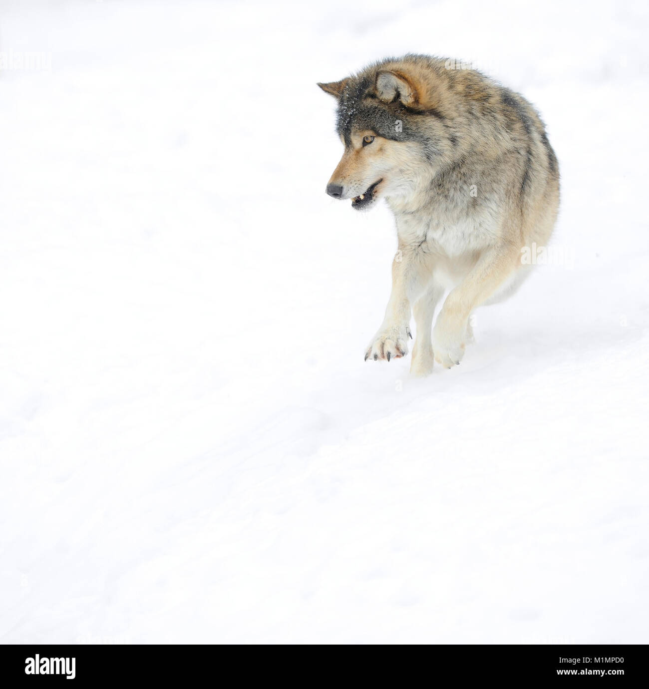 Wolf Timber Wolf Canis lupus, Wolf Timberwolf Canis lupus Stock Photo