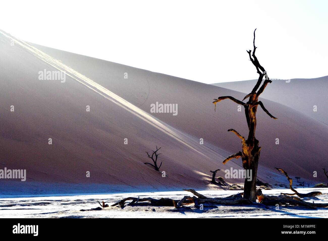 Dead tree standing alone in Sossusvlei, Namibien Desert. shot was taken in early morning. Stock Photo