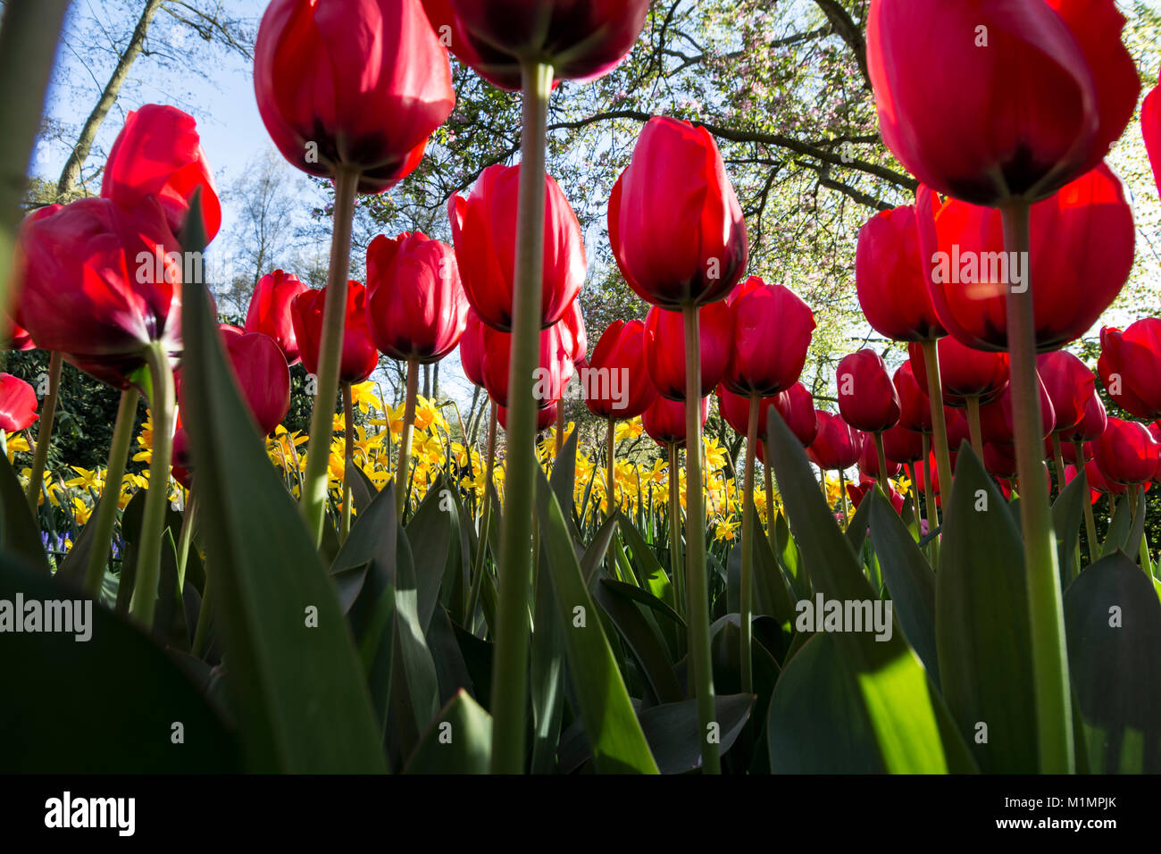 Red Tulips In Full Bloom In The Gardens At Keukenhof At Lisse In The South Of Holland The Name Okeukenhofo Meaning Kitchen Garden Created In 1949 Stock Photo Alamy