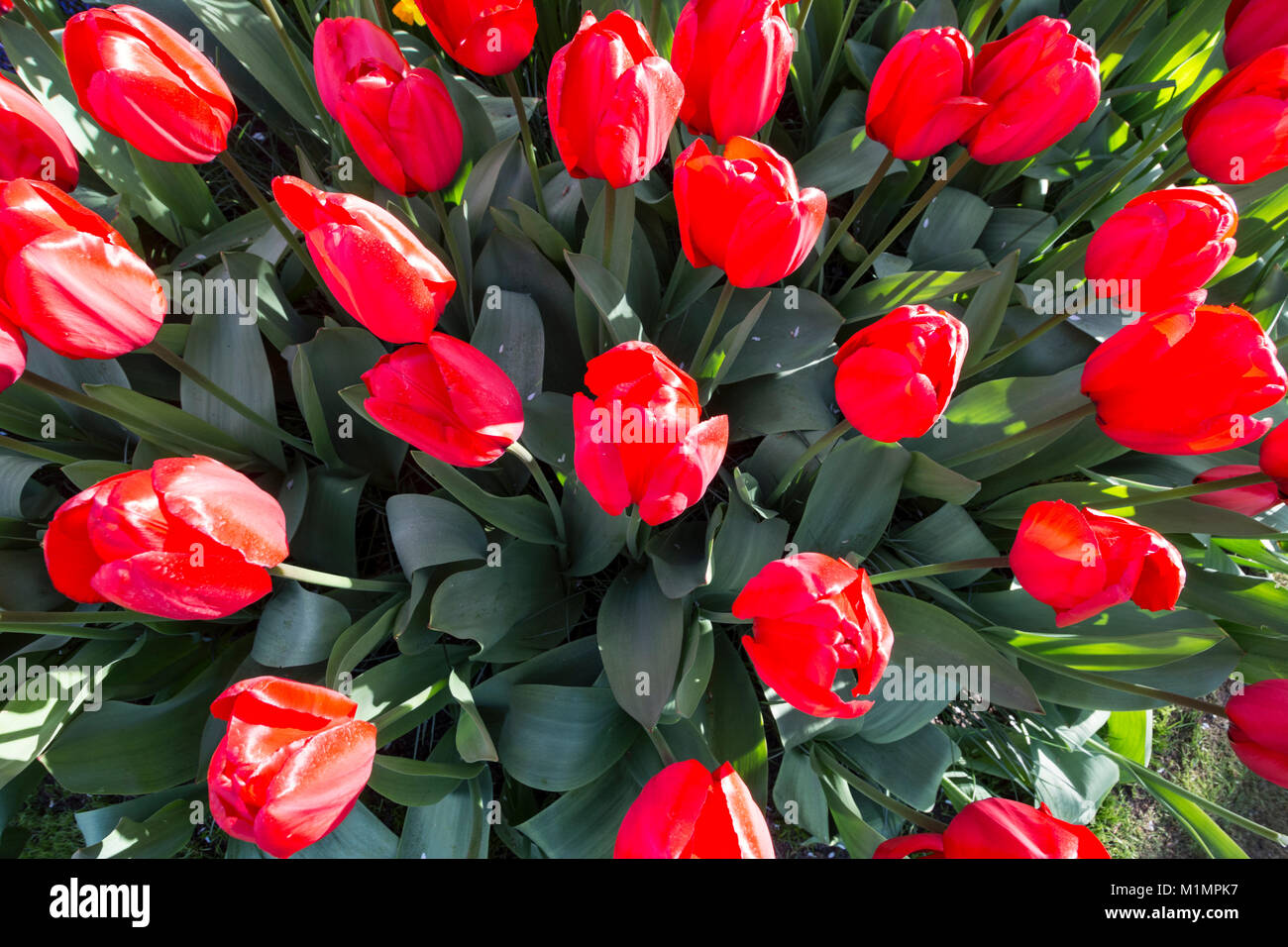 Red Tulips In Full Bloom In The Gardens At Keukenhof At Lisse In The South Of Holland The Name Okeukenhofo Meaning Kitchen Garden Created In 1949 Stock Photo Alamy
