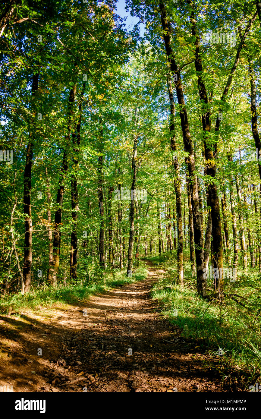 beautiful green forest. Forest trail landscape Stock Photo - Alamy