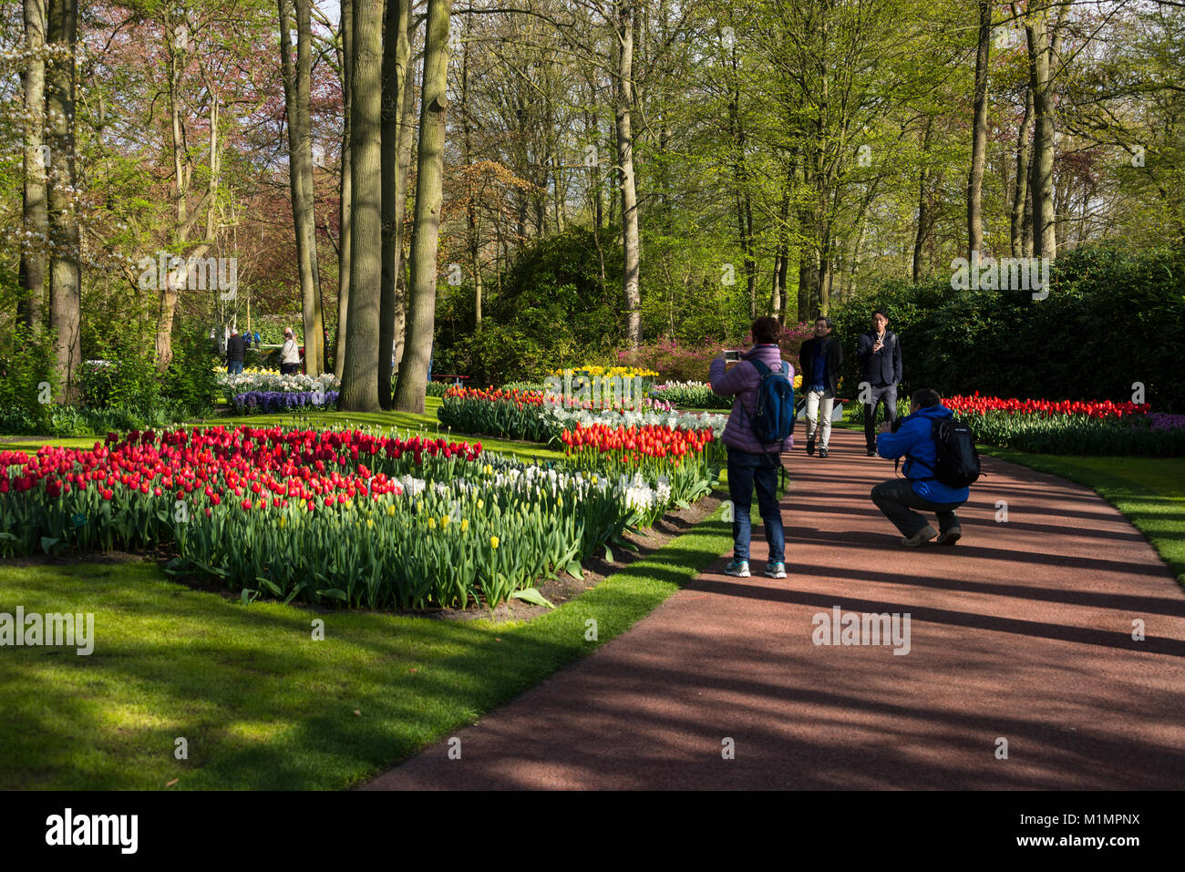 Visitors taking photographs of the tulips in the grounds of Keukenhof, Lisse in the south of Holland.   The name, ÔKeukenhofÕ meaning 'Kitchen garden' Stock Photo