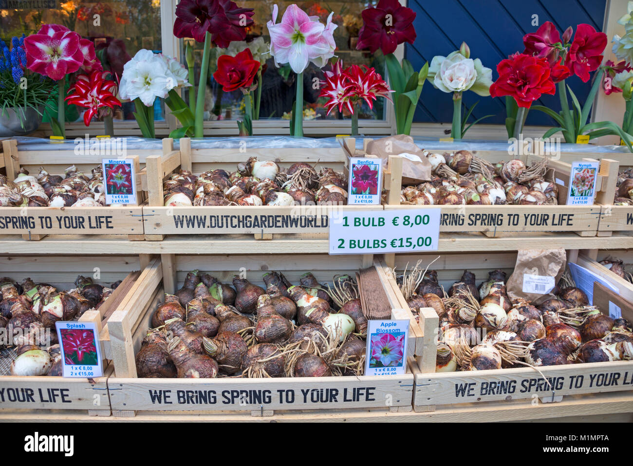 Flower shop in keukenhof gardens hires stock photography and images