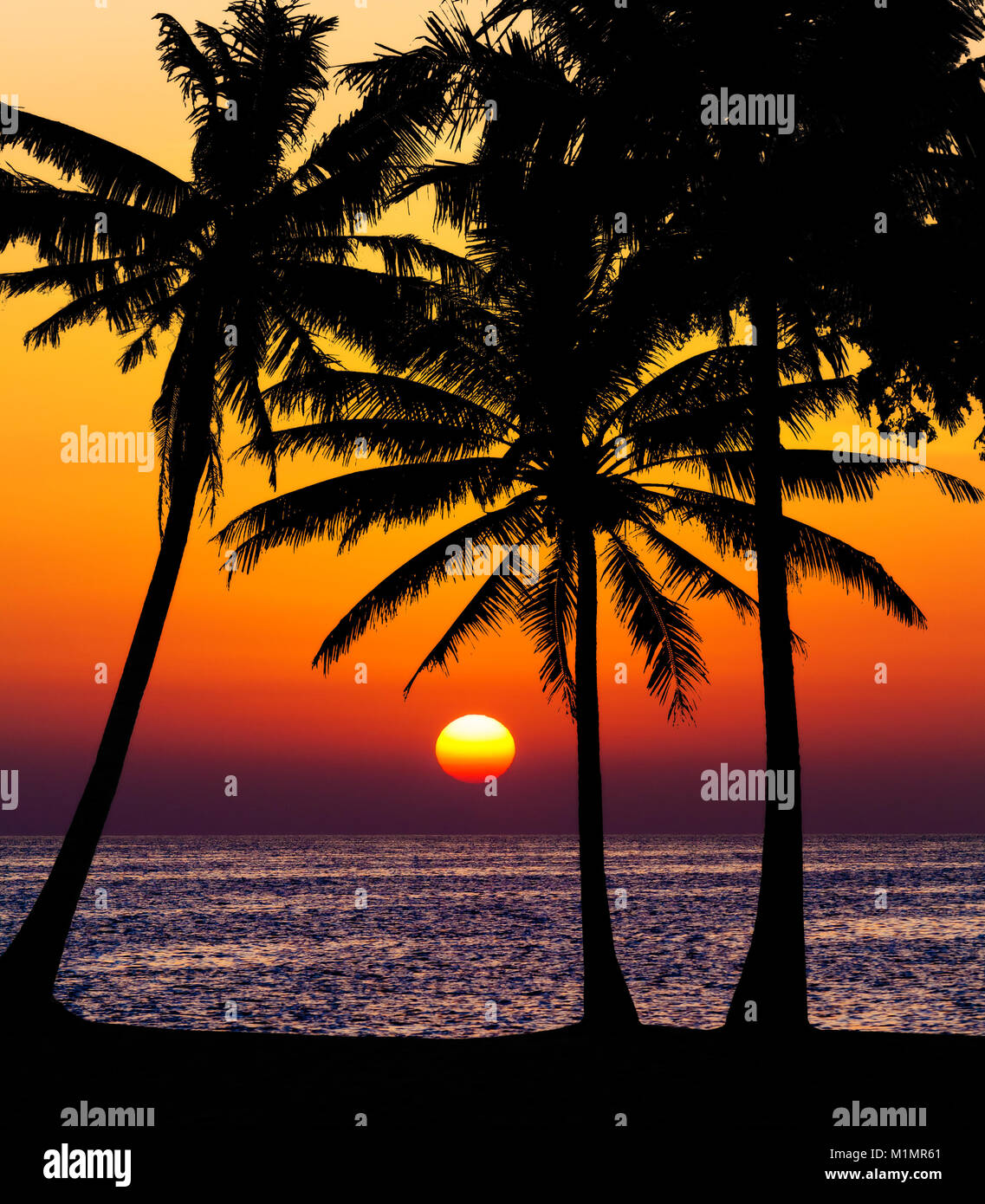 palm trees silhouette on sunset tropical beach Stock Photo - Alamy