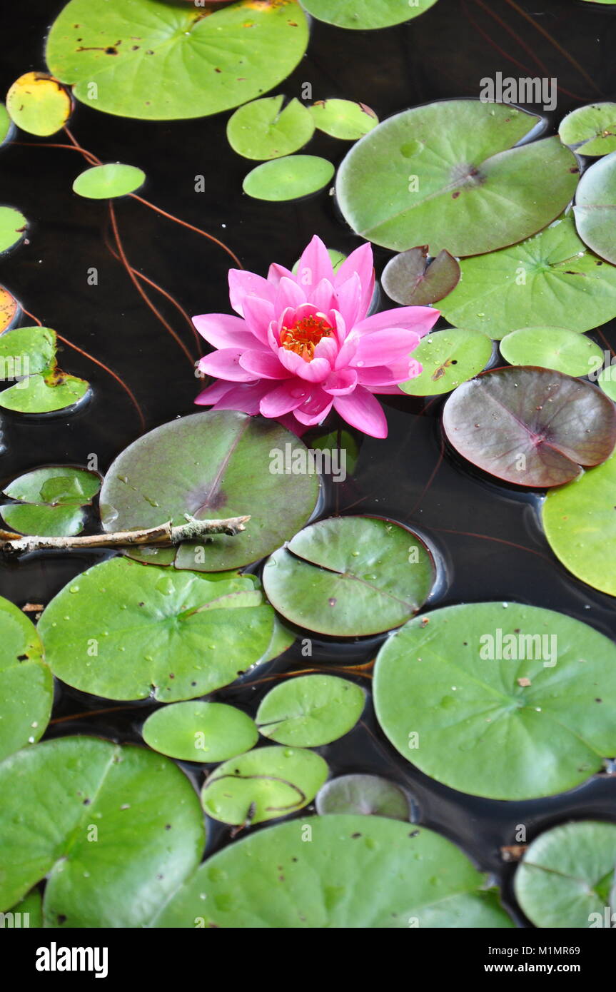 Water Lily in a pond Stock Photo