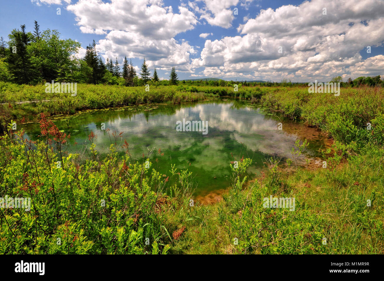 Pond along Freeland Loop Trail Canaan Valley National Wildlife Refuge