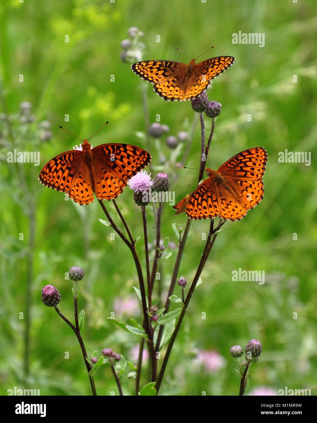 Three beautiful butterflies Stock Photo