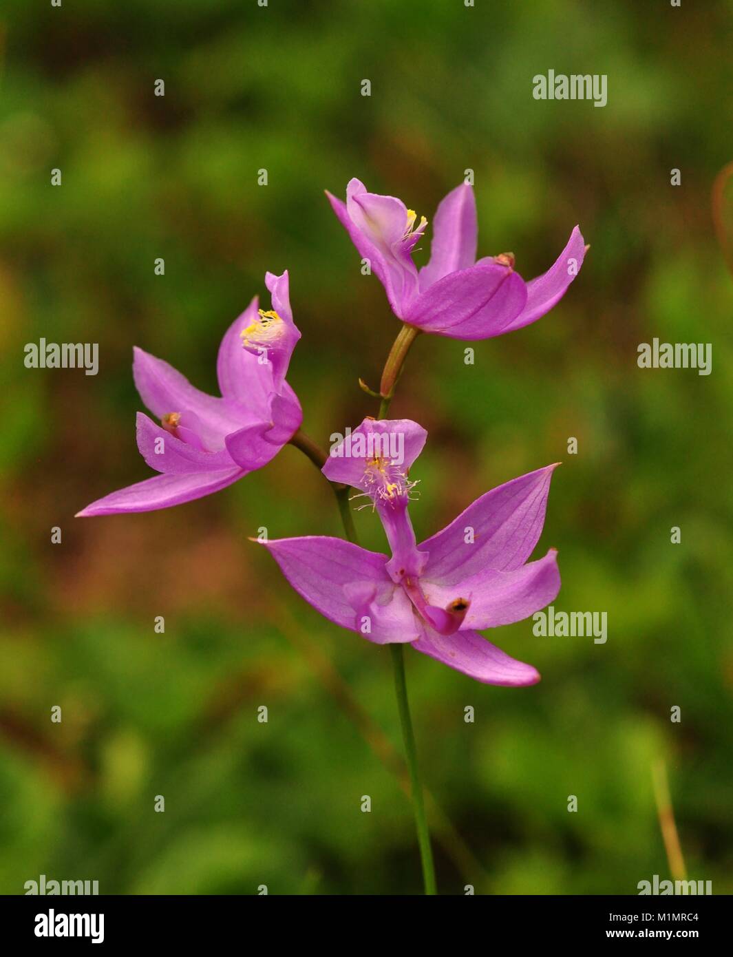 Three beautiful grass pink orchids Stock Photo