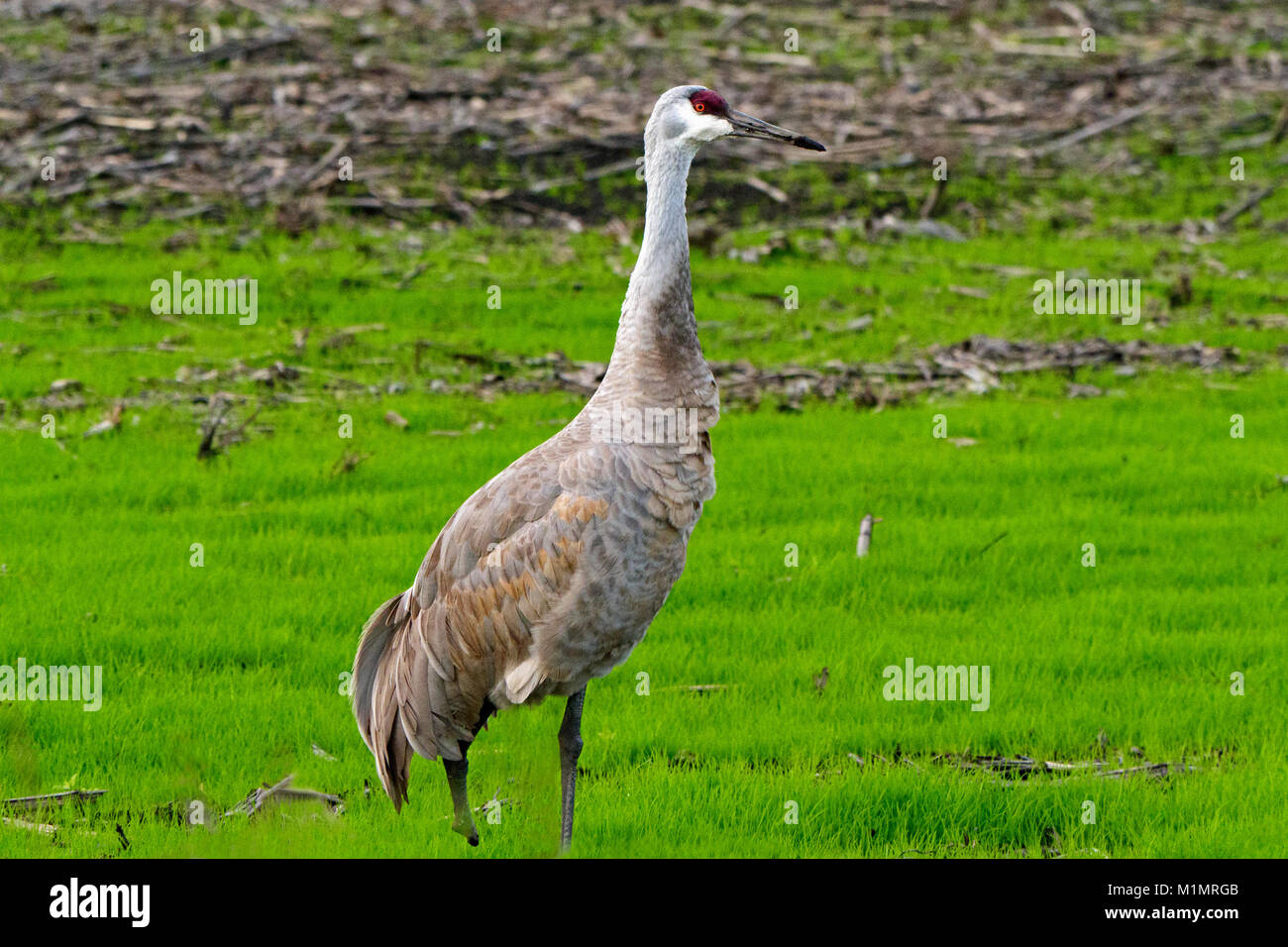 Sandhill Crane in Staten Island Preserve, The Delta, Lodi, California Stock Photo