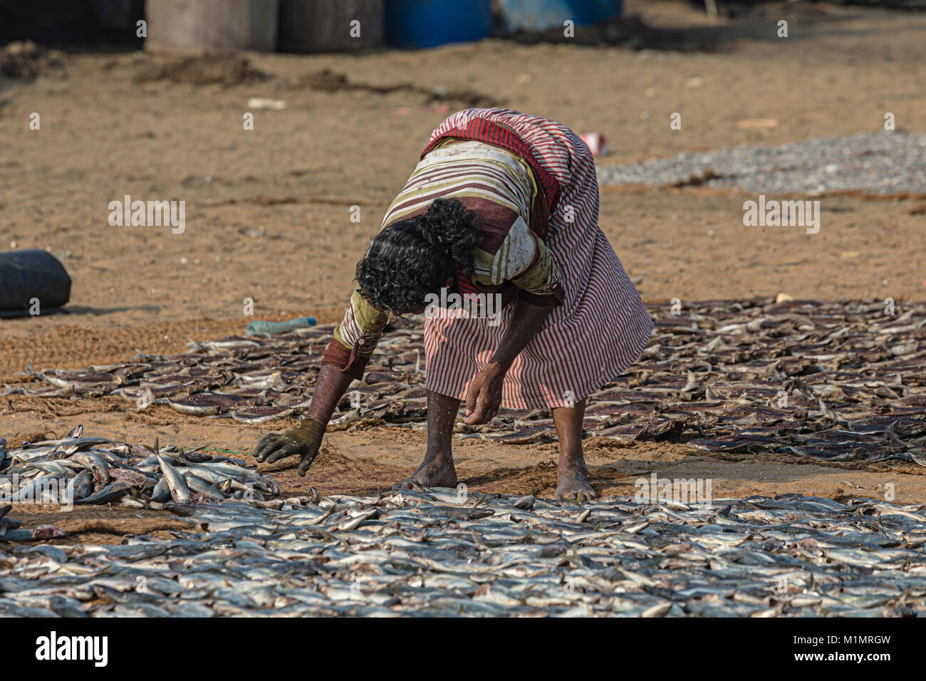 local life in working harbour in Negombo, Colombo, Western Province, Sri Lanka, Asia Stock Photo