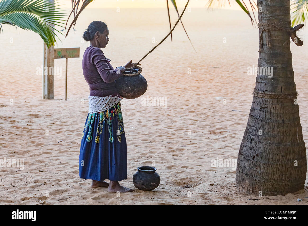 woman collecting palm juice, Negombo, Colombo, Western Province, Sri Lanka, Asia Stock Photo