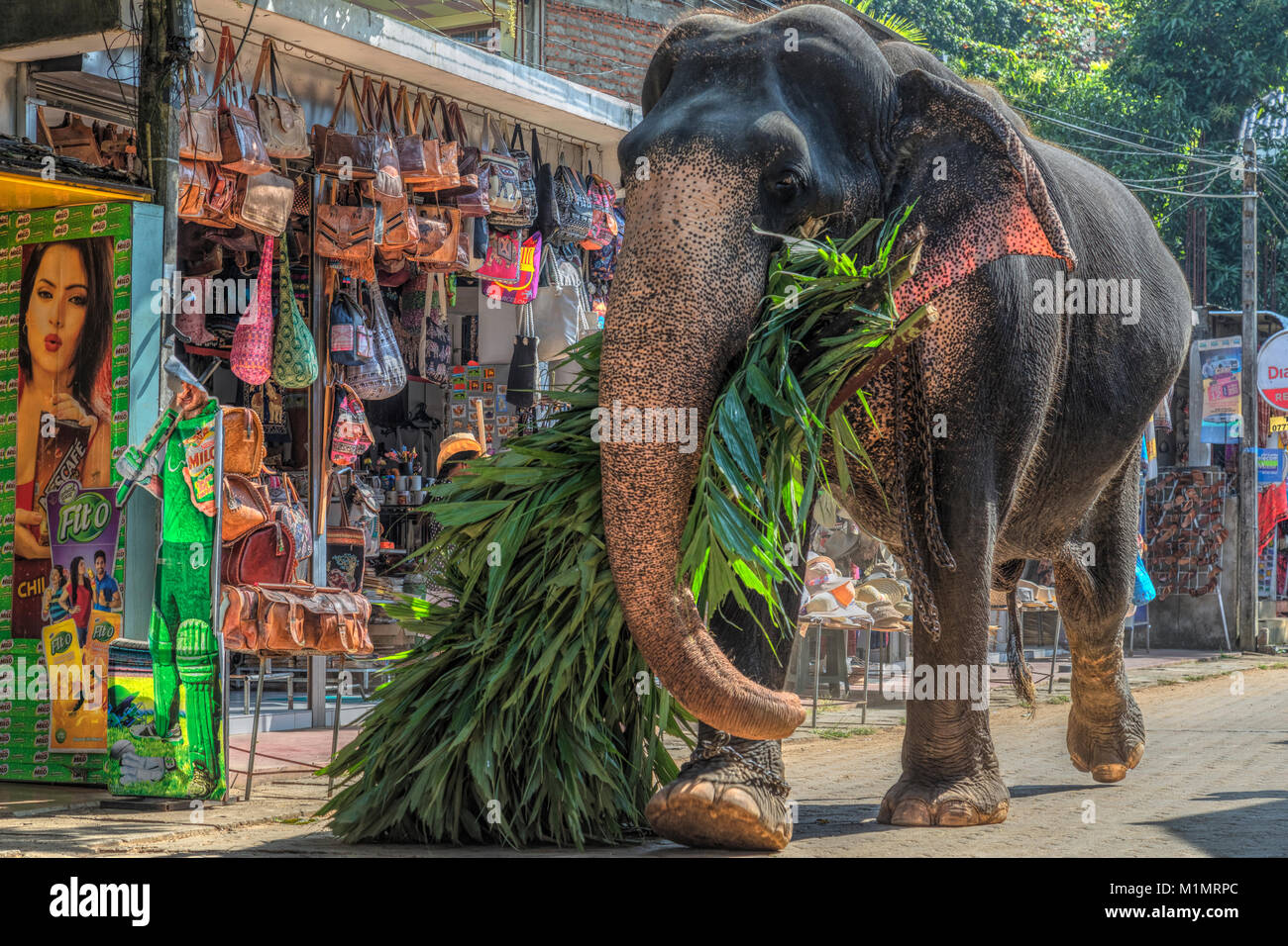 Pinnawala Elephant Orphanage, Sabaragamuwa Province, Sri Lanka, Asia Stock Photo