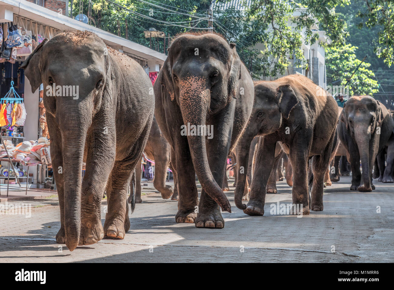Pinnawala Elephant Orphanage, Sabaragamuwa Province, Sri Lanka, Asia Stock Photo