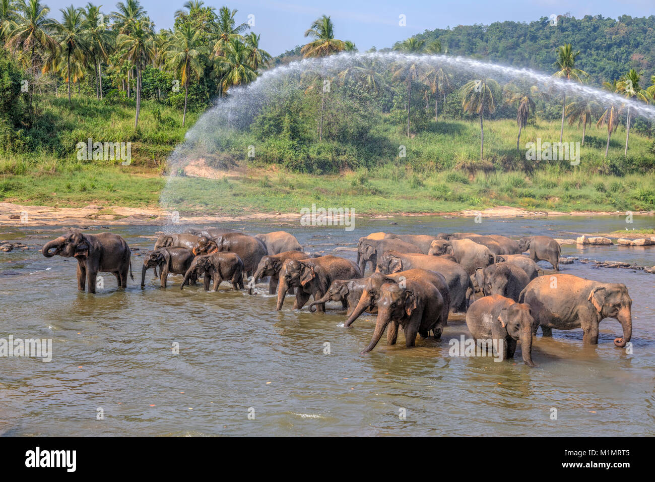 Pinnawala Elephant Orphanage, Sabaragamuwa Province, Sri Lanka, Asia Stock Photo Alamy