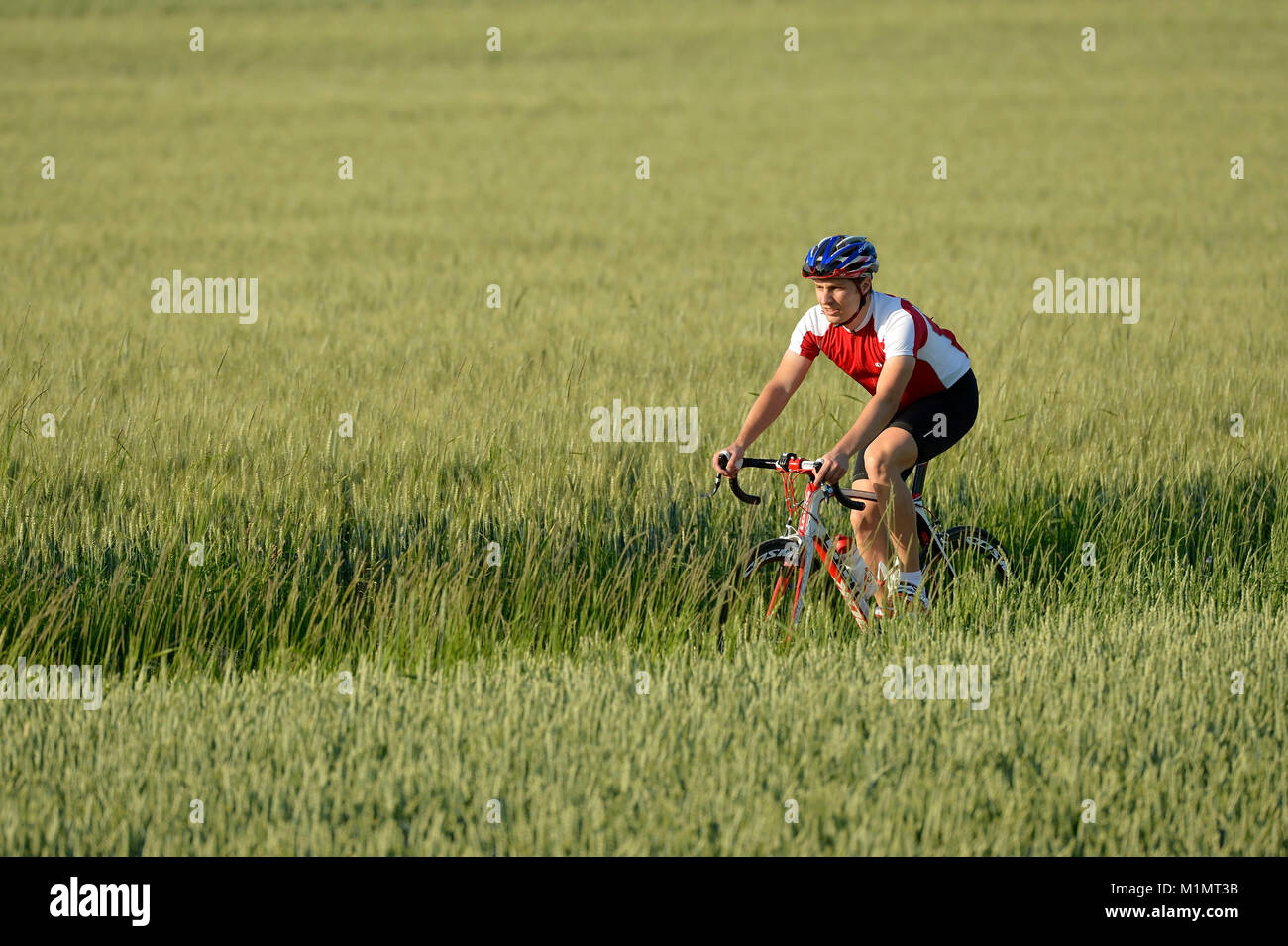 Cyclist, professional racing bike, barley field, , Radrennfahrer, professionelles Rennrad, Gerstenfeld, Stock Photo