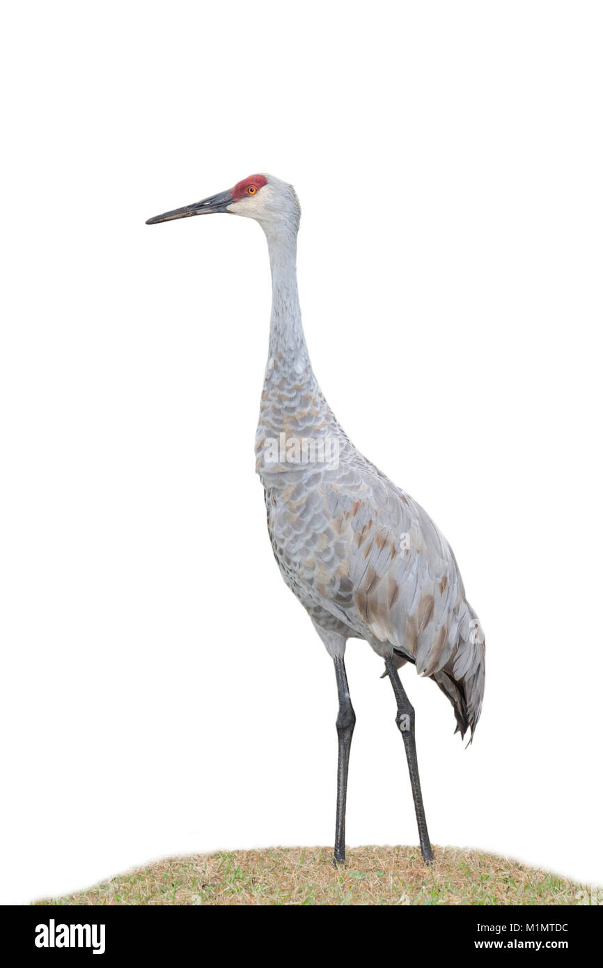 Crane bird black background hi-res stock photography and images - Alamy