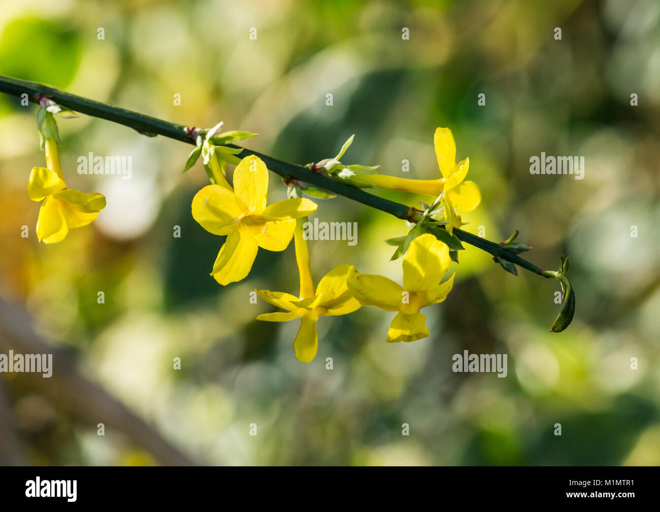 Yellow jasmine flower hires stock photography and images Alamy