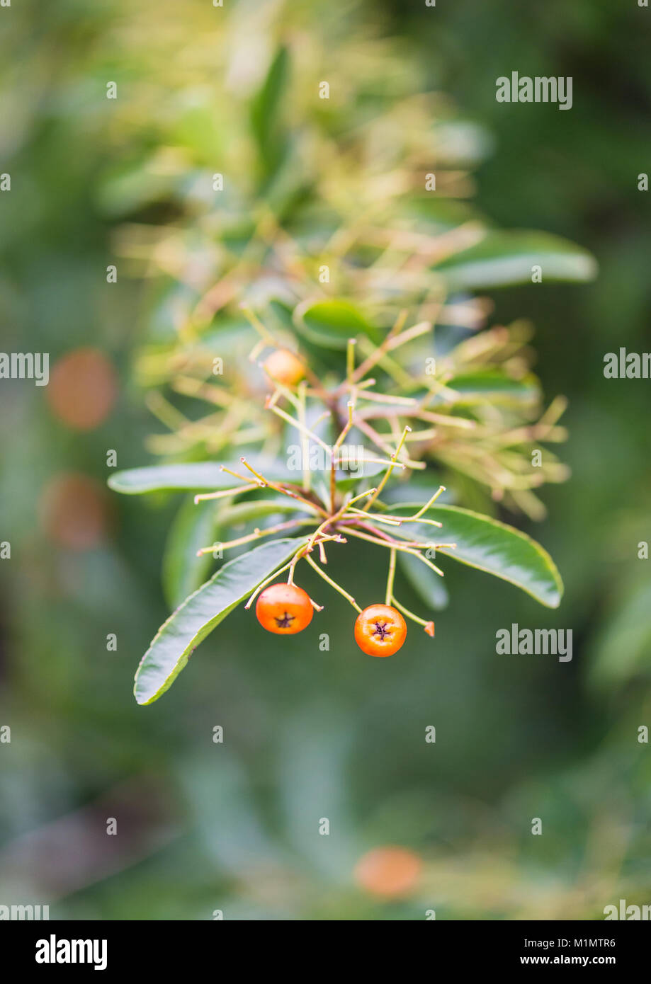 A shot of a branch of a pyracantha bush where all of the berries have been eaten. Stock Photo