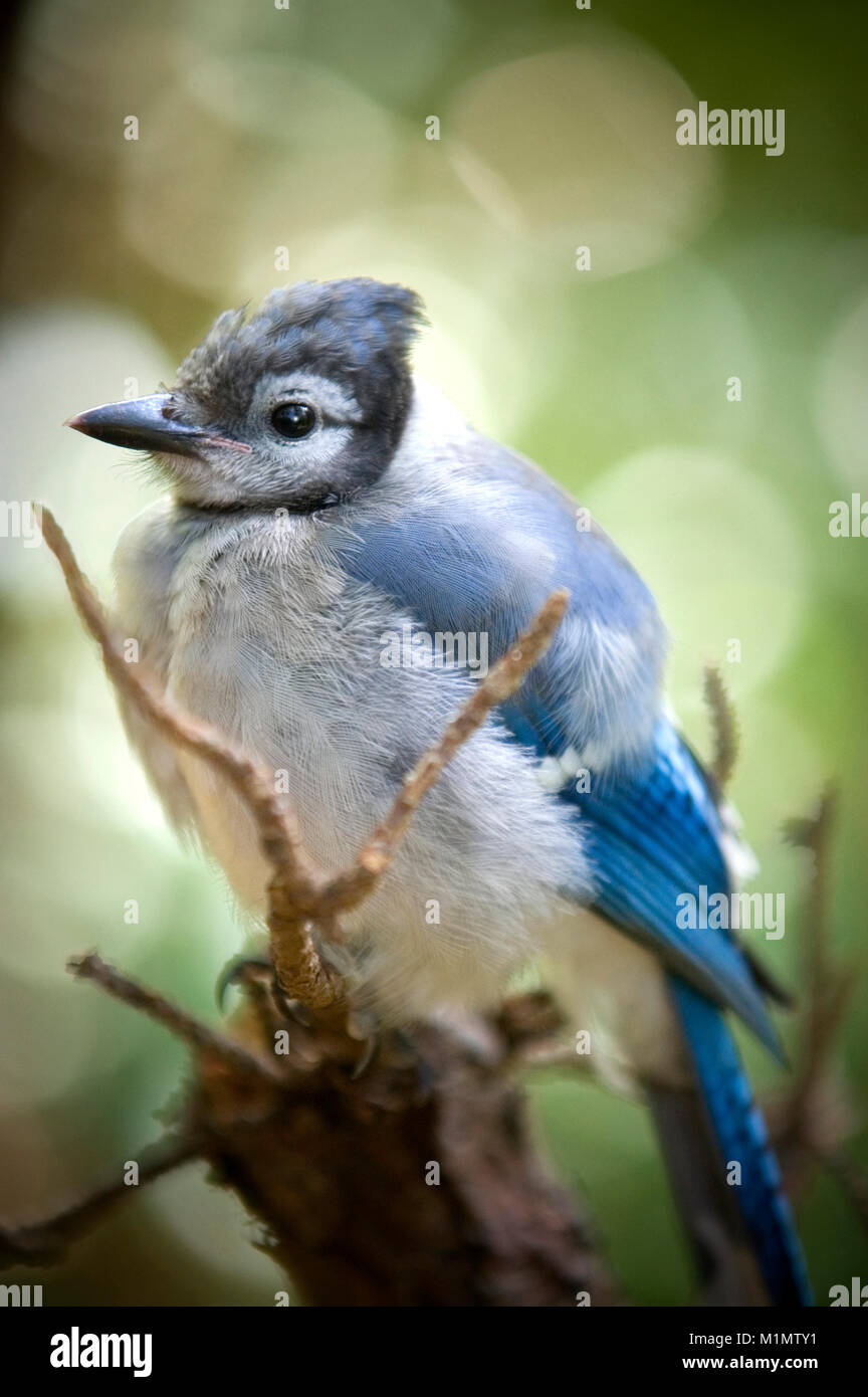 A Blue Jay in the Audabon Sanctuary in Barnstable on Cape Cod Stock Photo