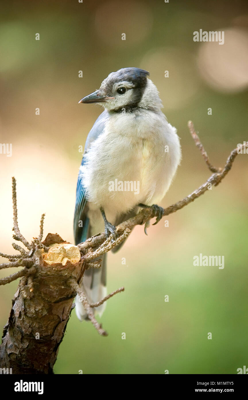 A Blue Jay in the Audabon Sanctuary in Barnstable on Cape Cod Stock Photo