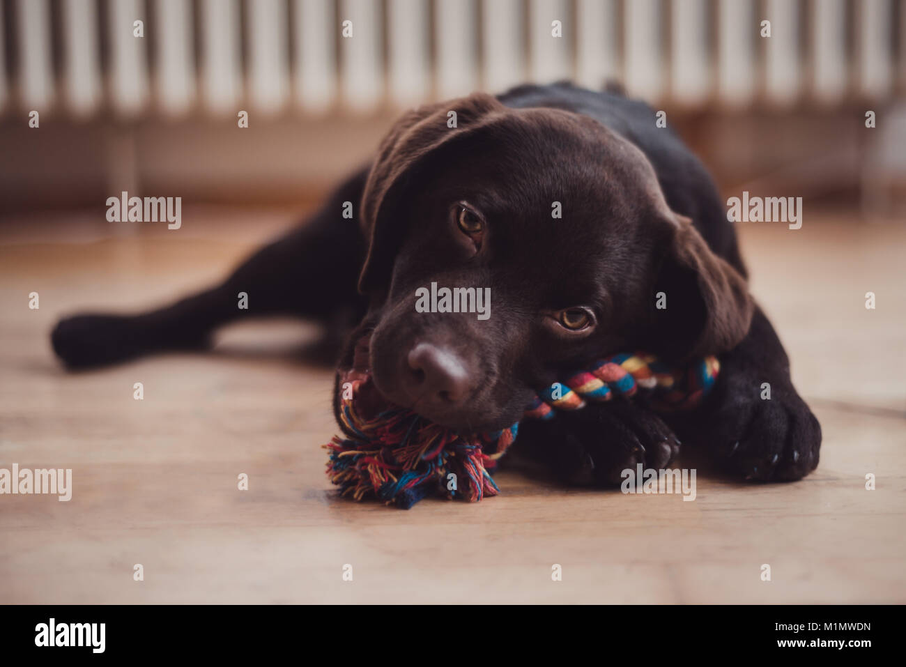 Chocolate Labrador breed puppy dog Stock Photo Alamy