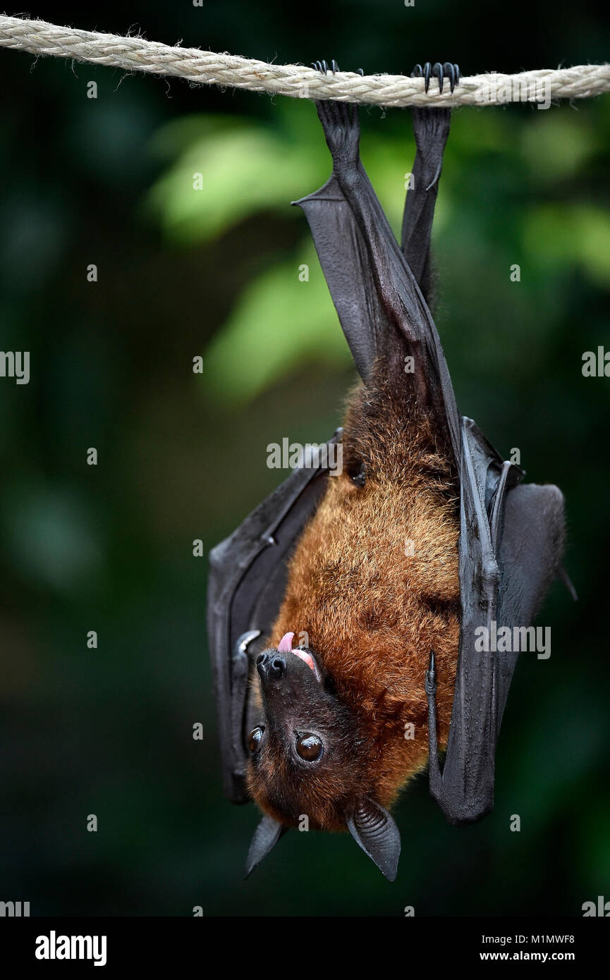 Kalong Flughund Stock Photos & Kalong Flughund Stock ... Kalong Flughund Stock Photos & Kalong Flughund Stock ...