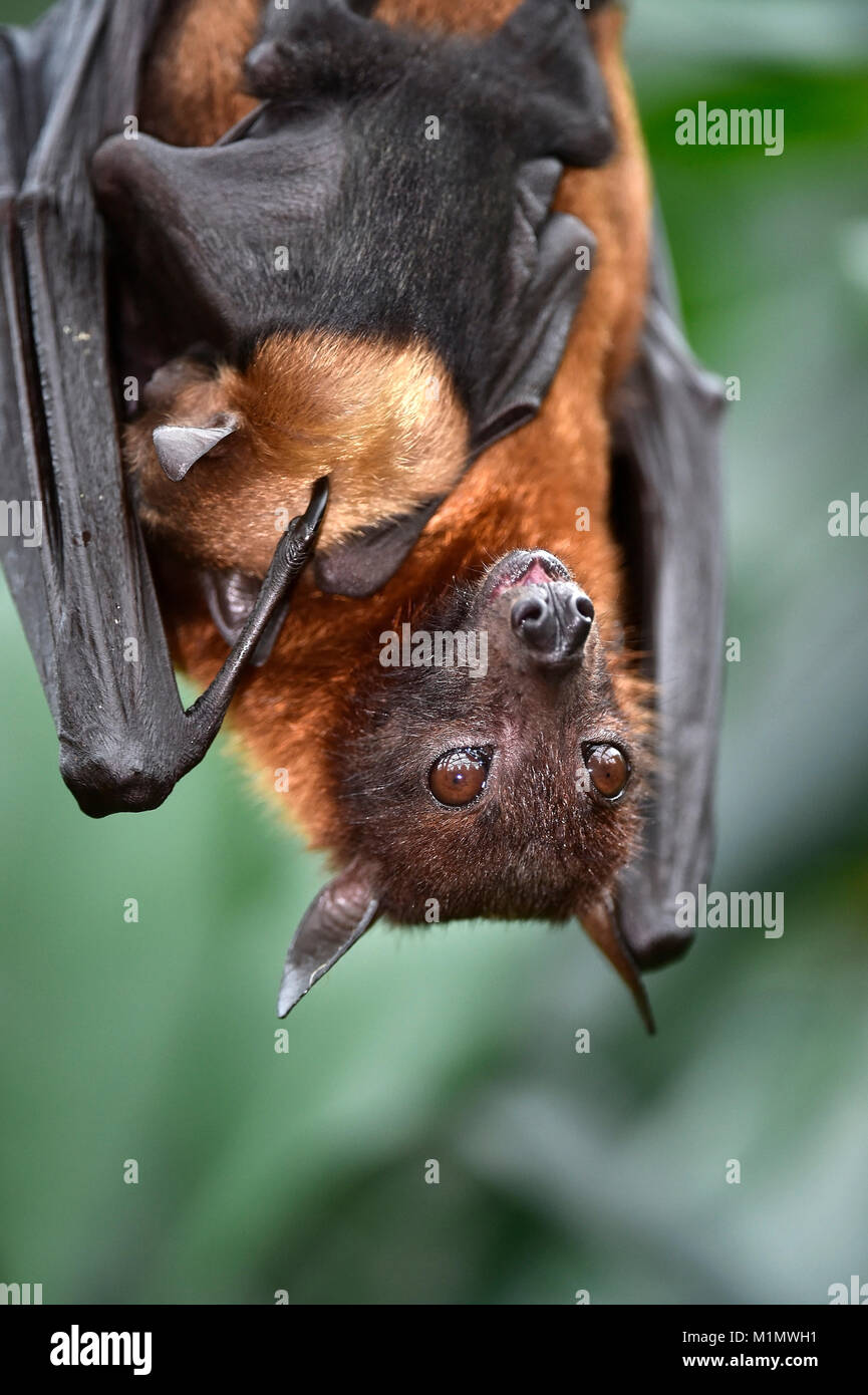 Flying Fox Pteropus Sp With Young Animal 2 Weeks Old Kalong Stock Photo Alamy