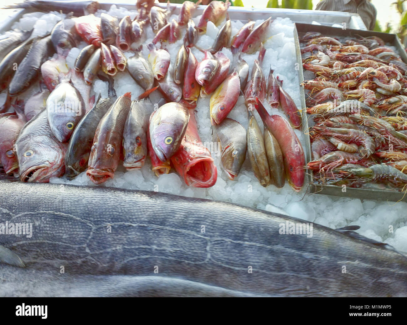 Street trading sea products, seafood, fruits de mer. On trays with ice bass, groupers, congers and large ocean shrimp from Indian ocean Stock Photo
