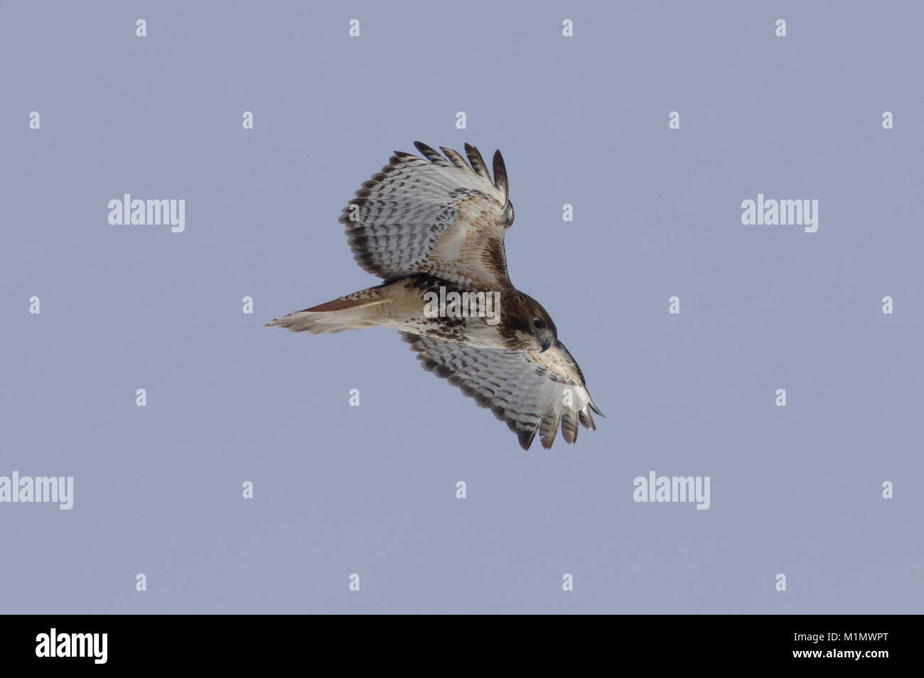 Abieticola subspecies of Red-tailed Hawk in flight. Stock Photo