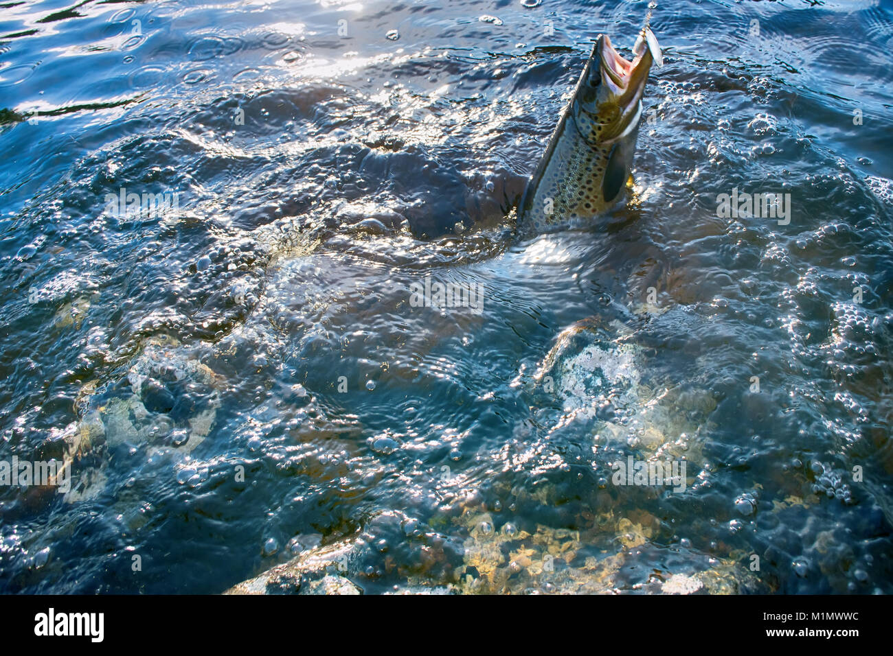 Spinning fishing (lure fishing) trout in lakes of Scandinavia. Brook