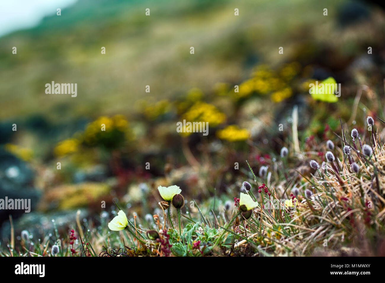 Arctic flowers, plant association in cold desert. Exotic Arctic poppy
