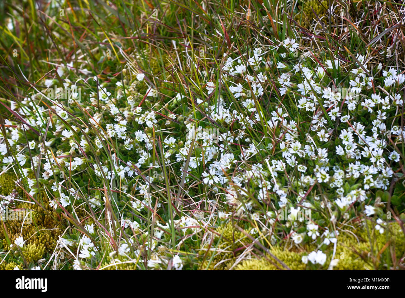Chickweed (Cerastium arcticum probably Cerastium regelii) as typical element of Arctic cold deserts to 82 degrees North latitude Stock Photo
