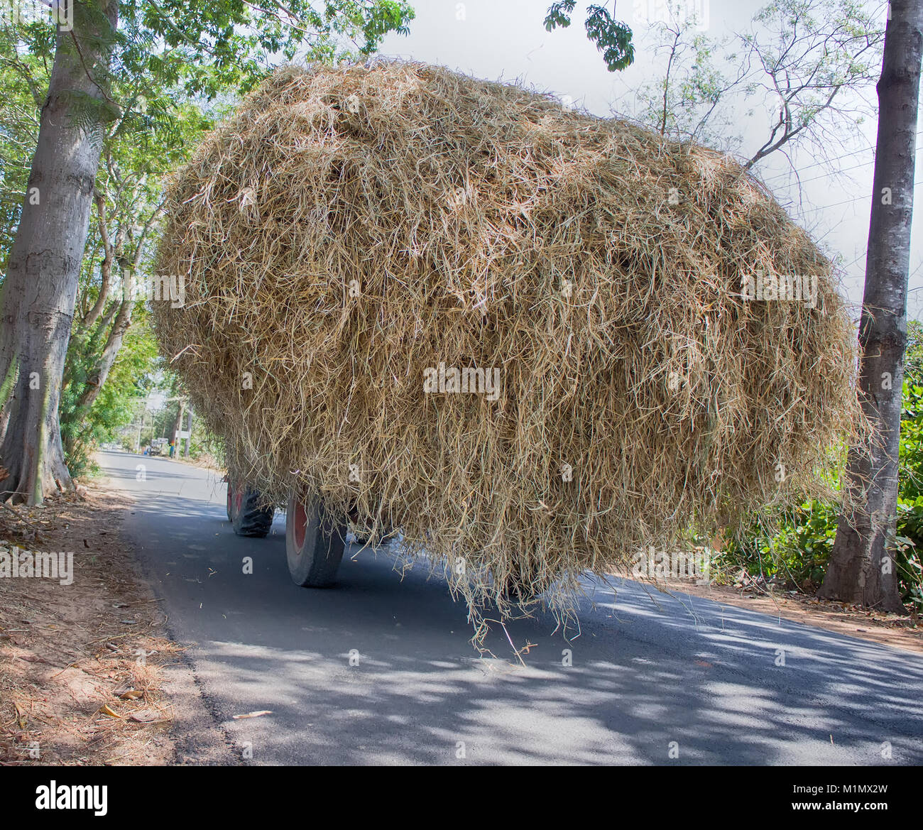 Private agriculture and harvesting hay for cattle (dairy cattle) in
