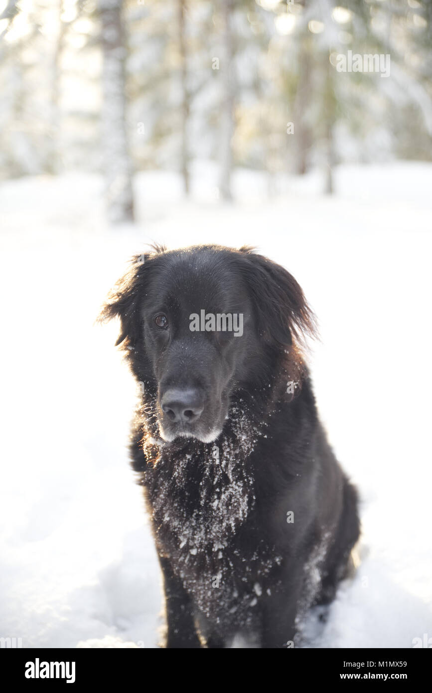 Black dog that's a mix between a German Shepherd and Flatcoat Retriever  outside in the snow Stock Photo - Alamy