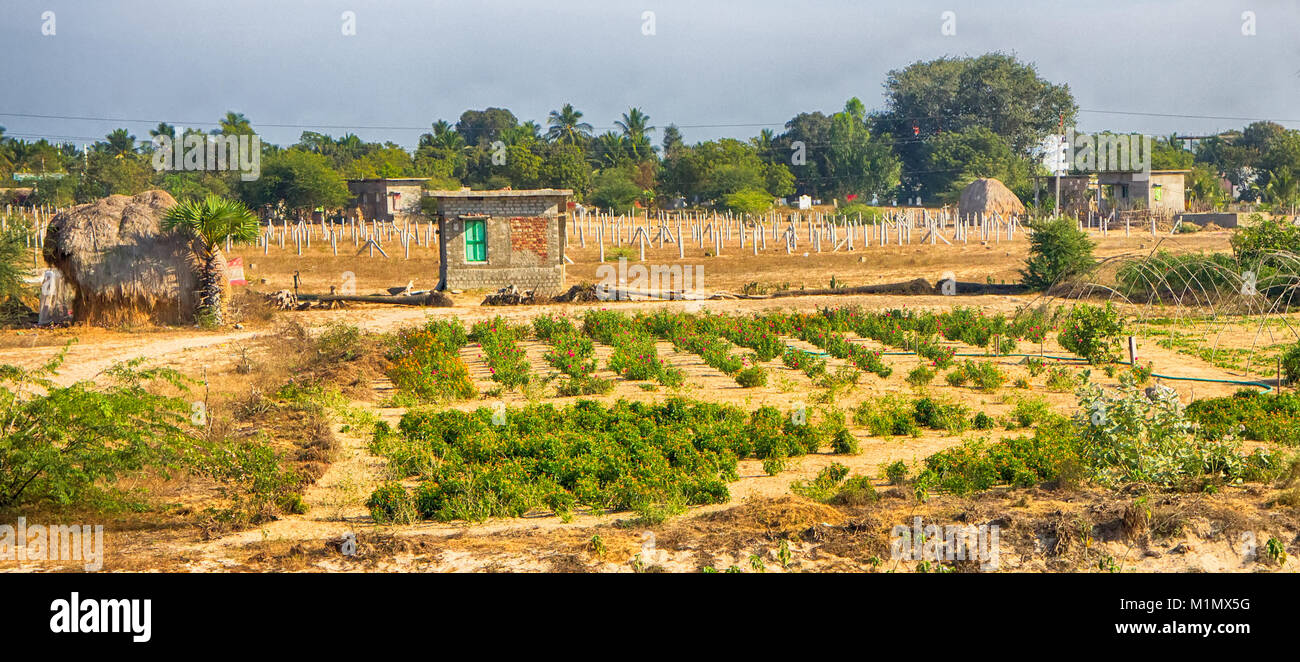 Small rural house and subsistence land. - India Stock Photo