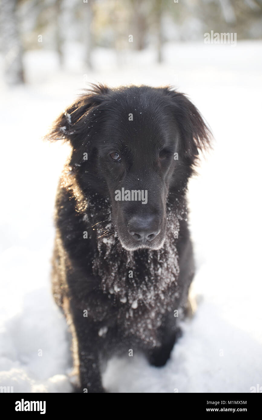 Black dog that's a mix between a German Shepherd and Flatcoat Retriever  outside in the snow Stock Photo - Alamy