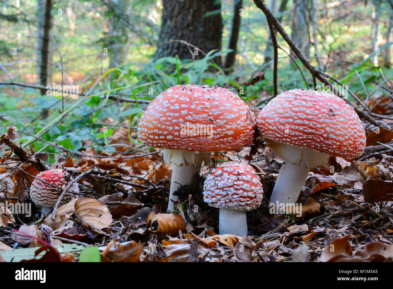 Group of young, beautiful but very toxic Amanita muscaria or Fly Agaric mushrooms in mixed mountain forest Stock Photo