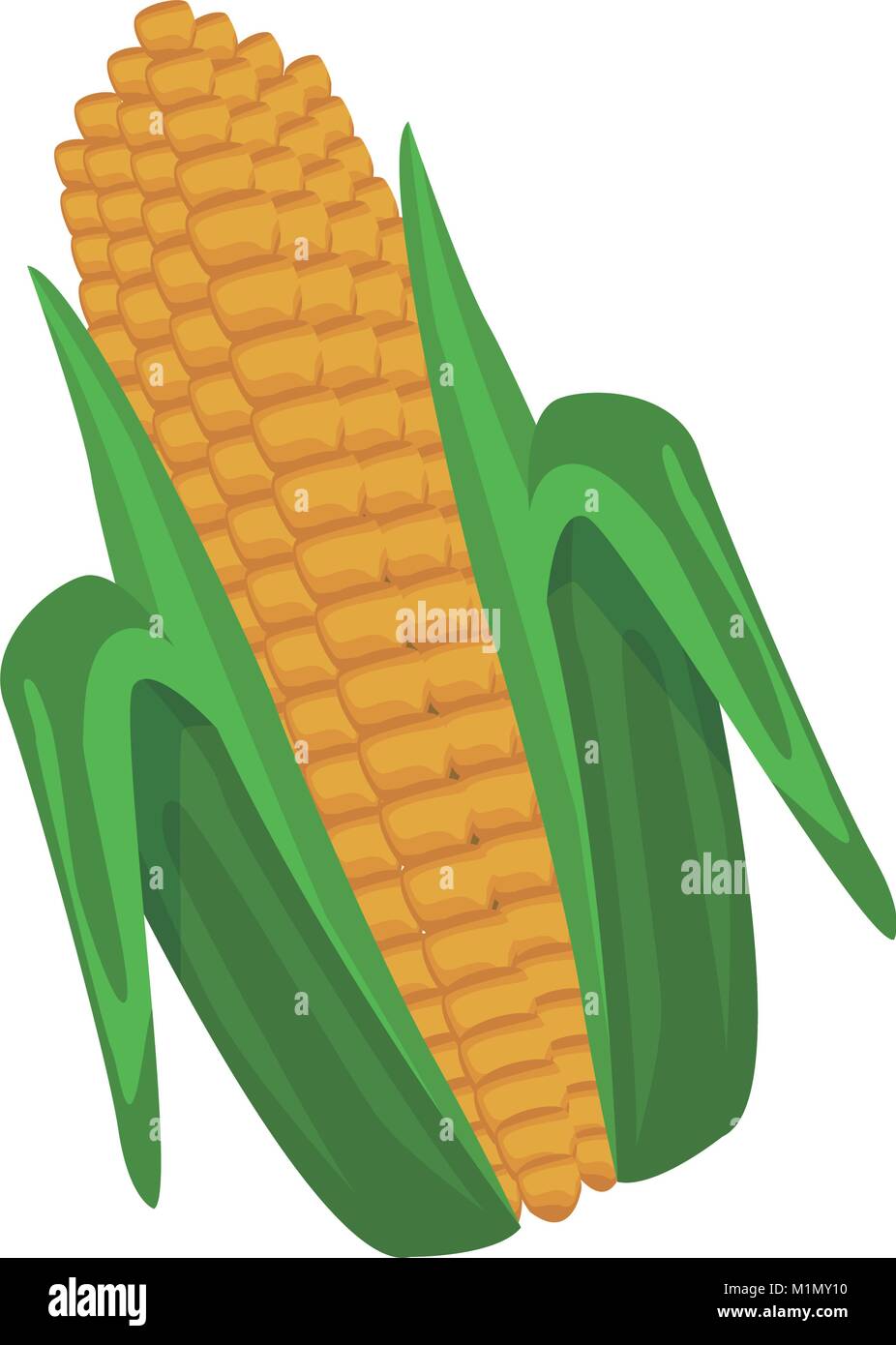 Fresh corn isolated Stock Vector Image & Art - Alamy
