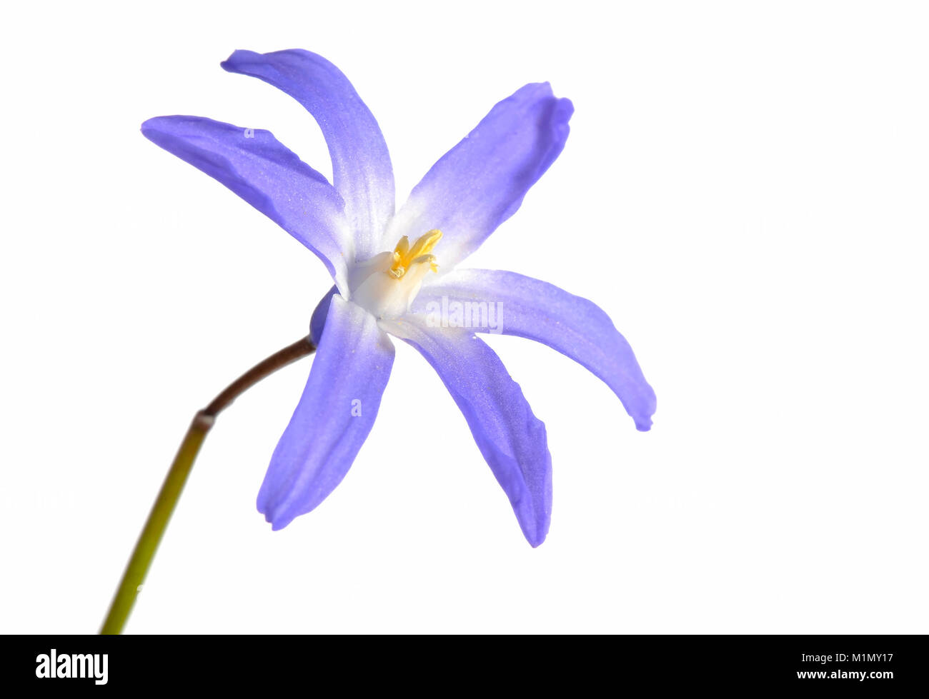 Snow Snow proud gloss (Chionodoxa luciliae), Flowers, Schneestolz, auch Schneeglanz (Chionodoxa luciliae), Blüten Stock Photo