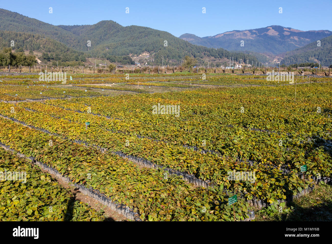 Jakar, Bumthang, Bhutan.  Hazelnut Tree Nursery near Jakar. Stock Photo