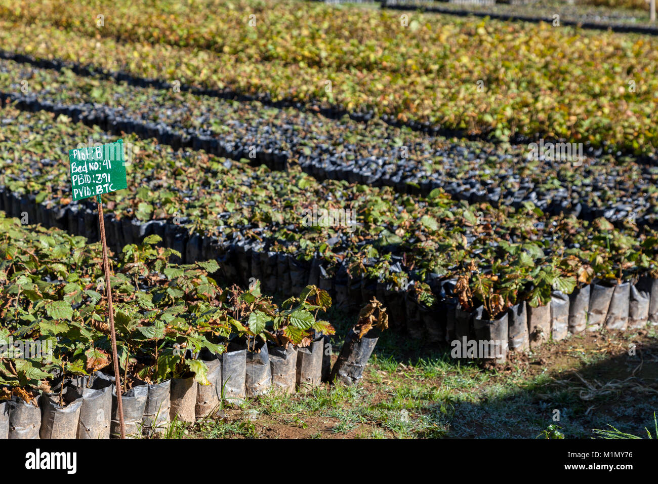 Jakar, Bumthang, Bhutan.  Hazelnut Tree Nursery near Jakar. Stock Photo