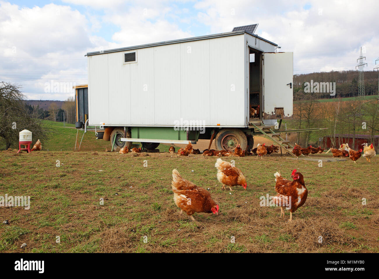 Chickens in free-range farming with discharge in a meadow. In the  background is a mobile chicken house., Hühner in Freilandhaltung mit Auslauf  auf ein Stock Photo - Alamy