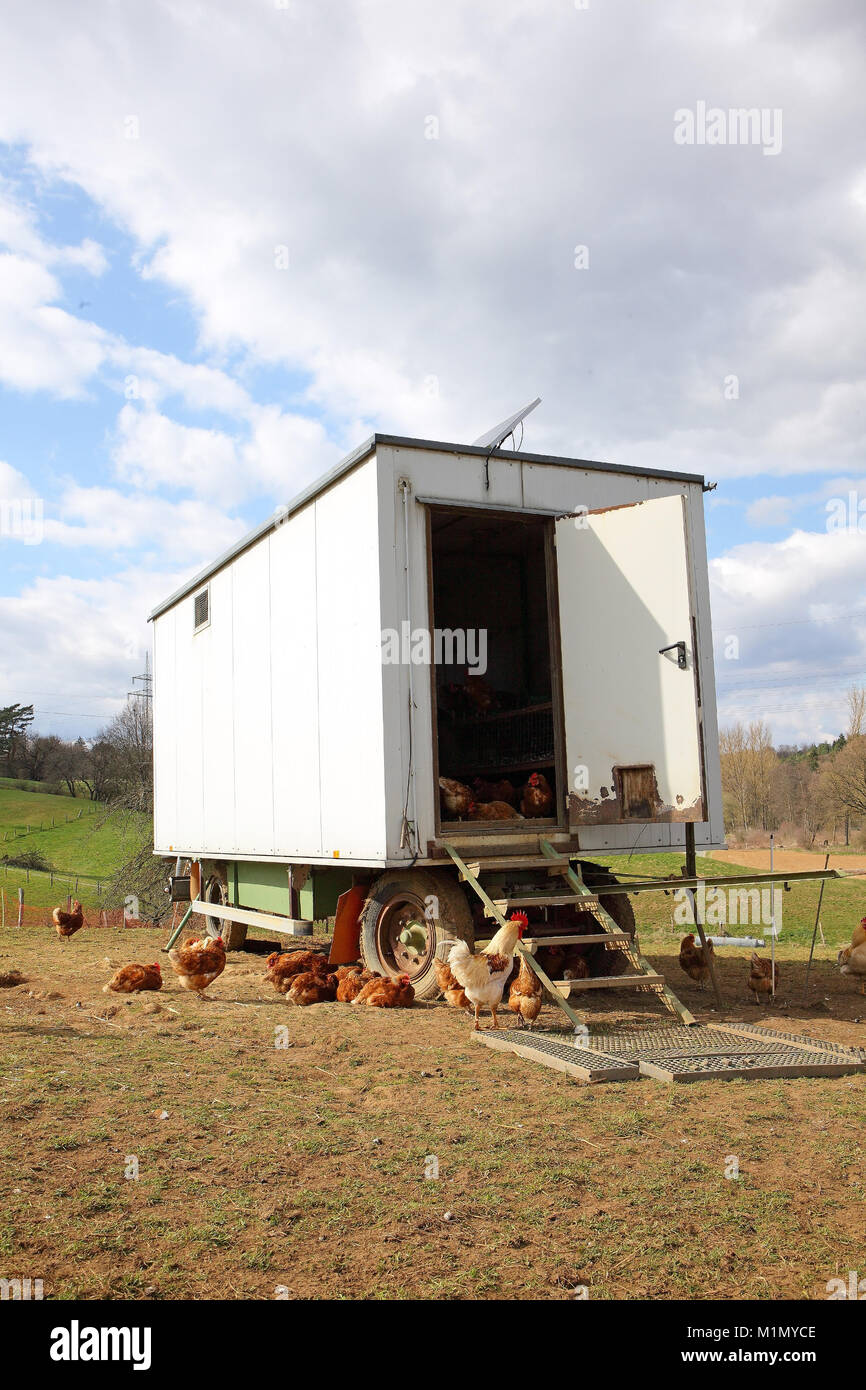 Chickens in free-range farming with discharge in a meadow. In the background is a mobile chicken house., Hühner in Freilandhaltung mit Auslauf auf ein Stock Photo