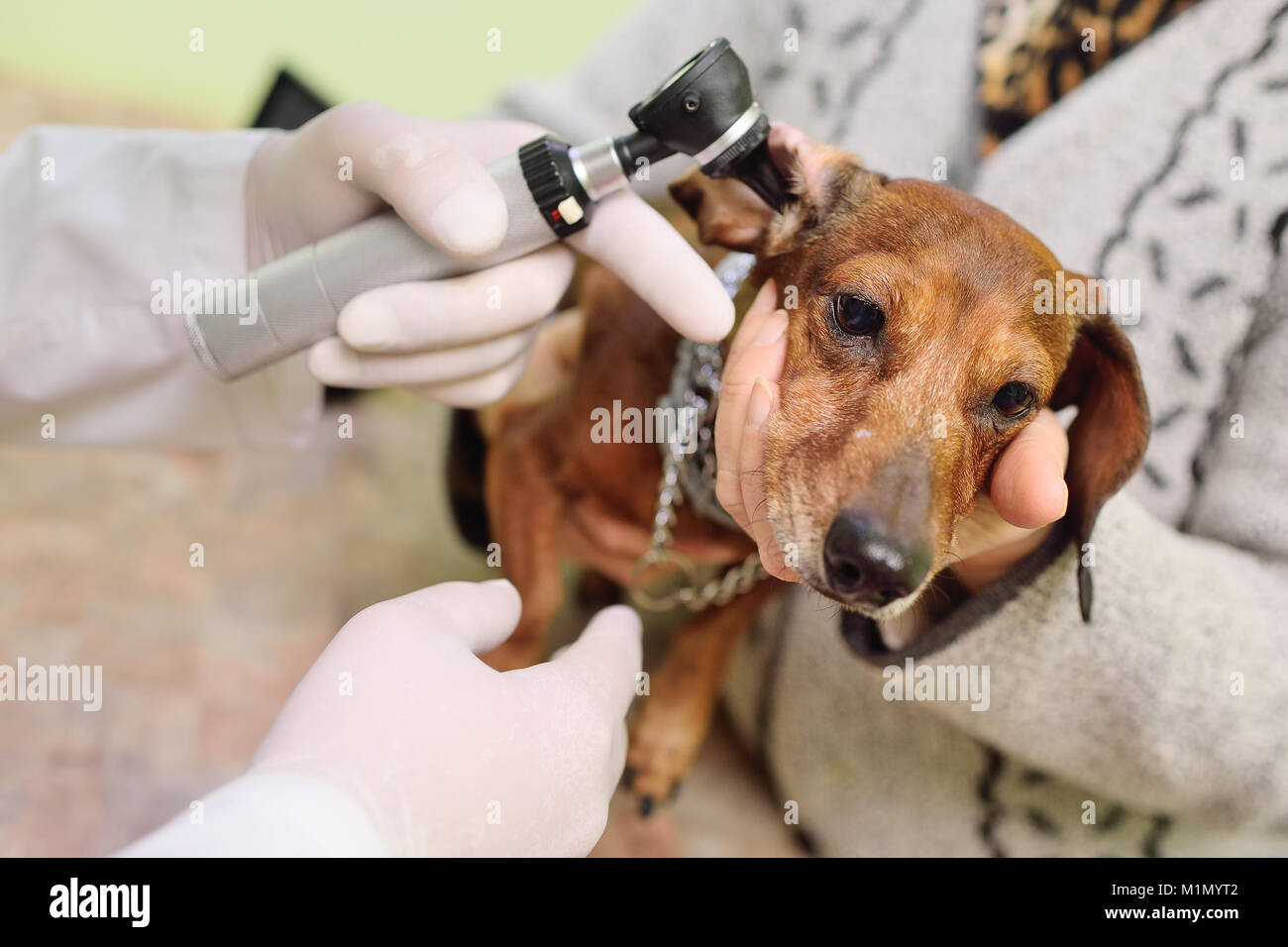 medical examination of dog dachshunds in a veterinary clinic Stock