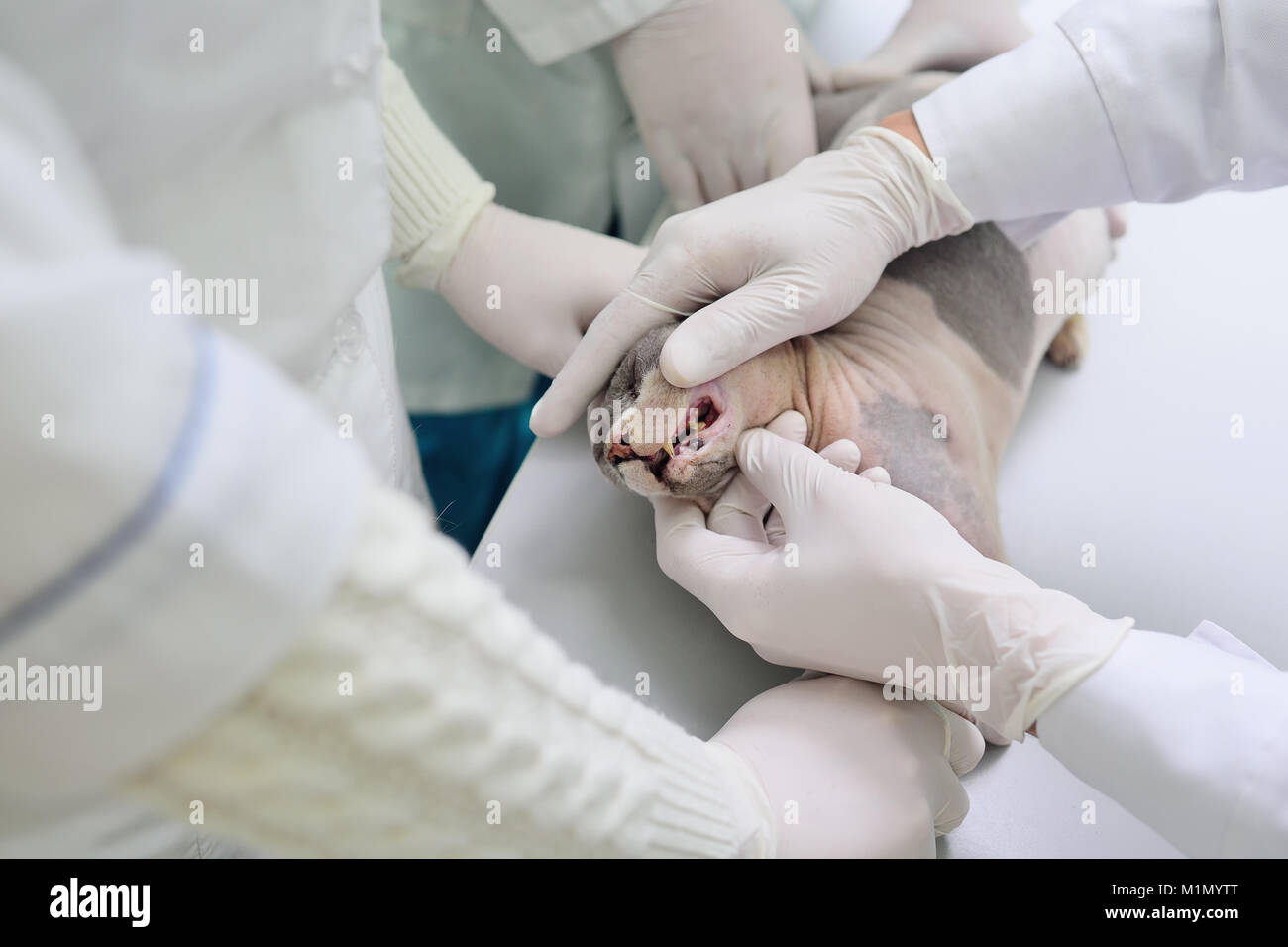 The vet examines the teeth of the Sphynx cat. Stock Photo