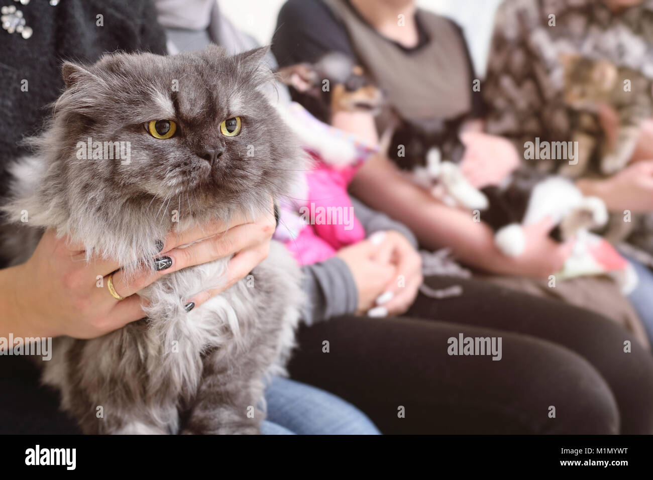 Persian cat  in the hands of the owner in the queue for examination in the veterinary clinic Stock Photo