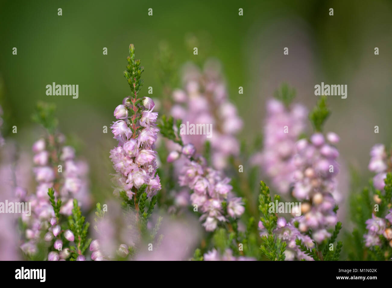 Calluna vulgaris,Besenheide,Heidekraut,Heather,Heather Flower,Ling,Red-Heath,Scotch Heather,Scots Heather Stock Photo
