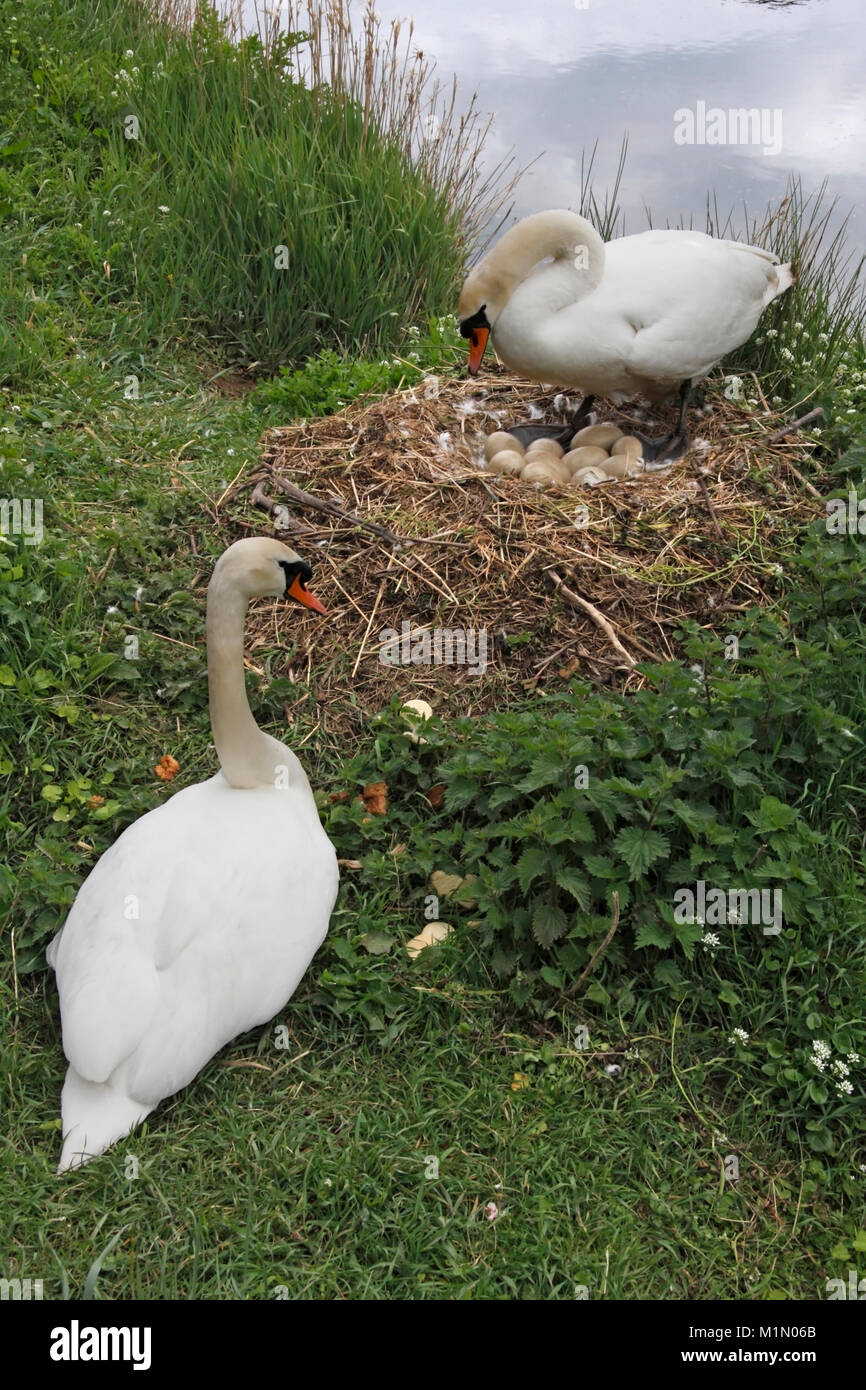 Cygnus nesting hires stock photography and images Alamy