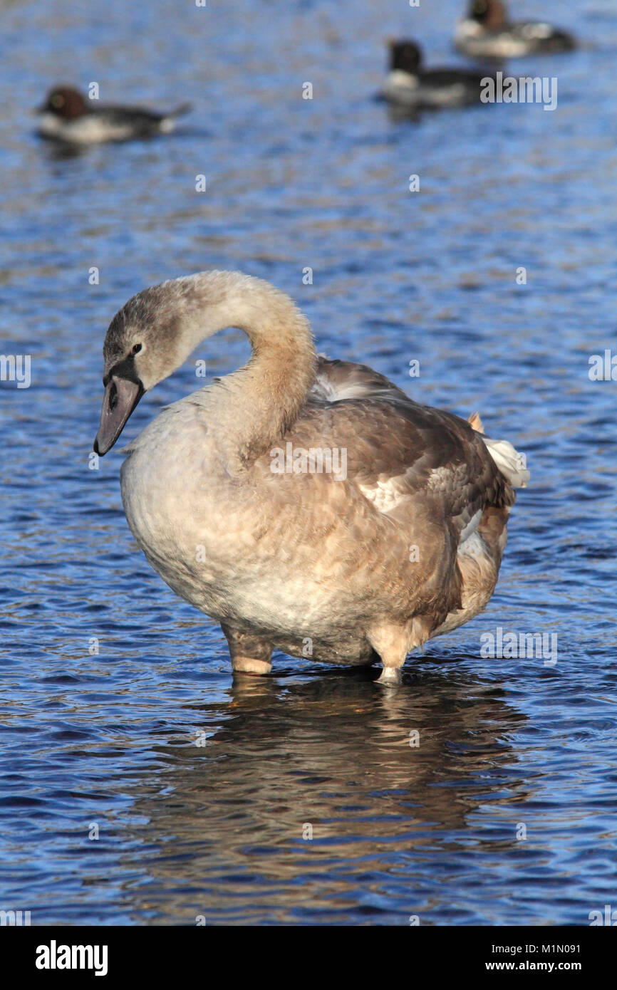 YOUNG MUTE SWAN (Cygnus olor) stood in a shallow river, East Lothian, Scotland, UK. Stock Photo
