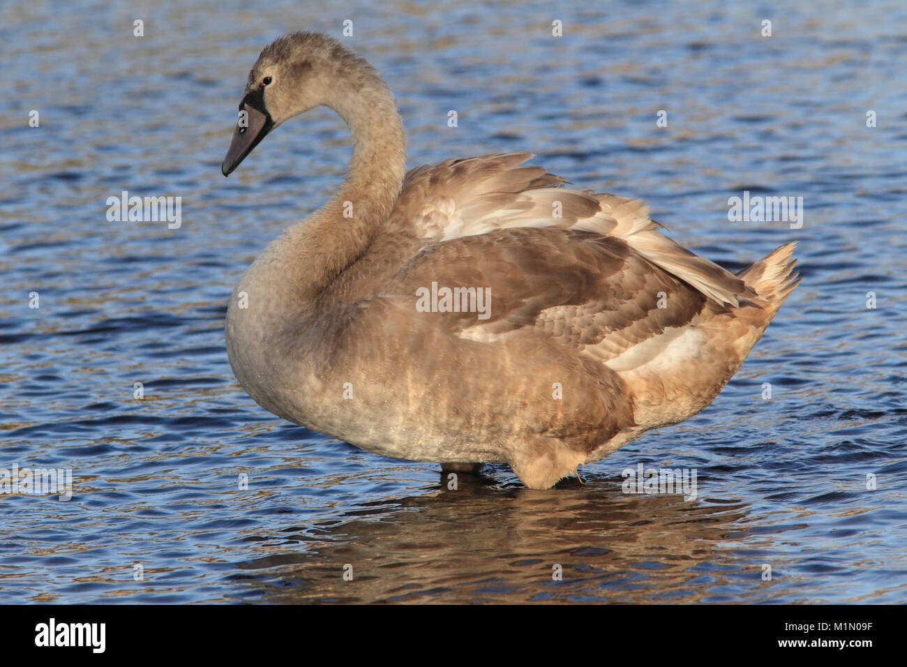 YOUNG MUTE SWAN (Cygnus olor) stood in a river, East Lothian, Scotland, UK. Stock Photo